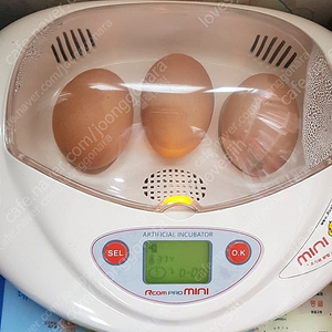 부화기, 병아리, 육추기, 부화관련 용품 다 포함(병아리 부화체험)