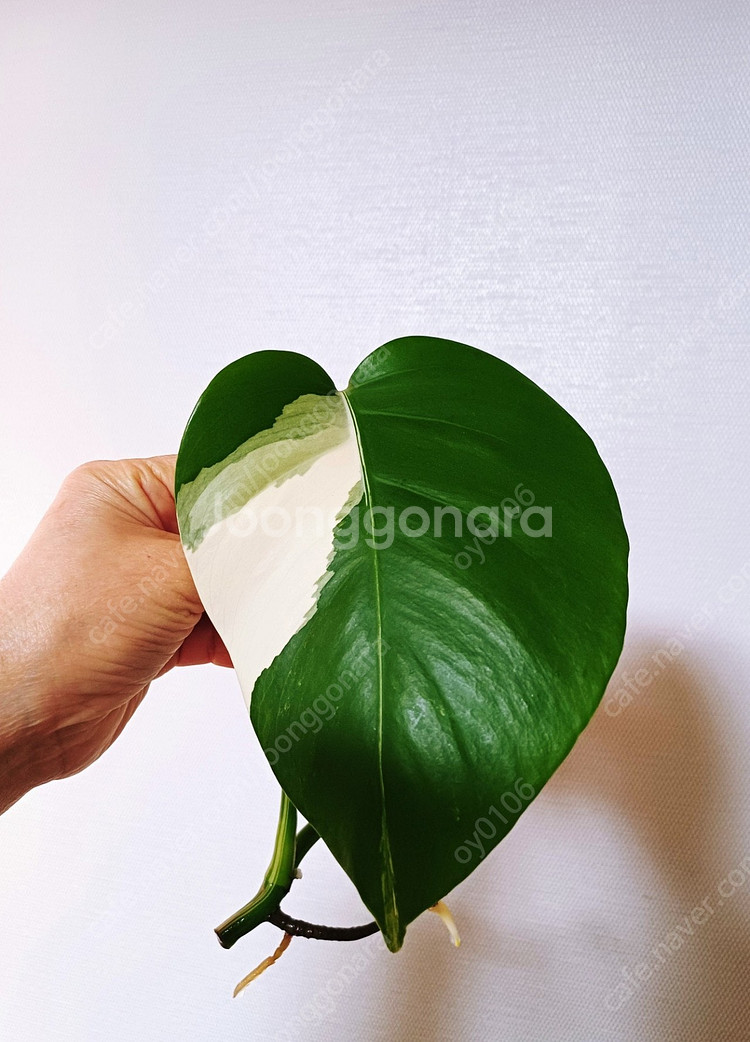 몬스테라 알보 산반무늬 줄기바코드 개체--1