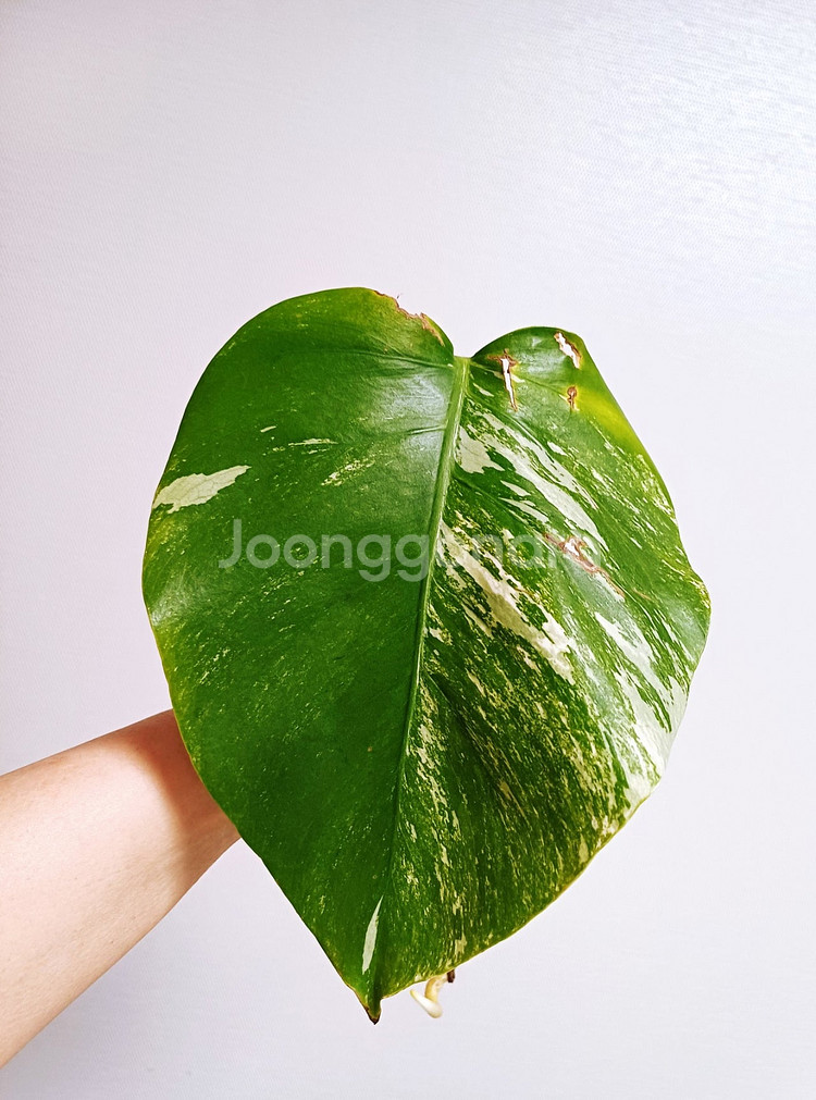 몬스테라 알보 산반무늬 줄기바코드 개체--8