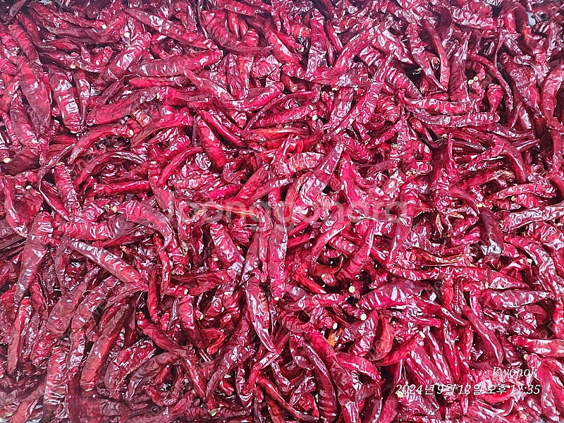 신농 드럼식 고추세척기--2