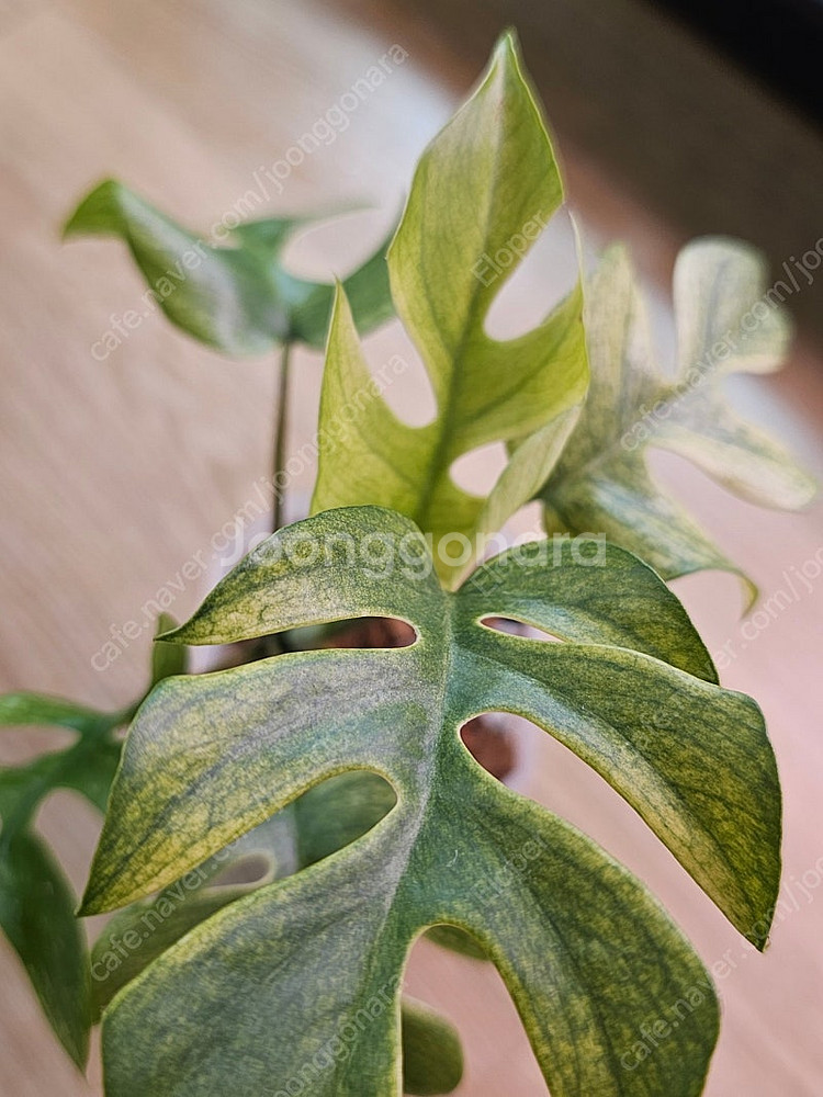 풀민트히메 몬스테라--2