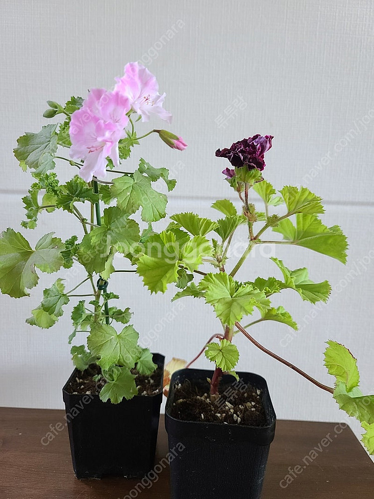 제라늄 (리갈4종)--0