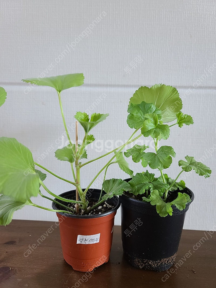 제라늄 (리갈4종)--1