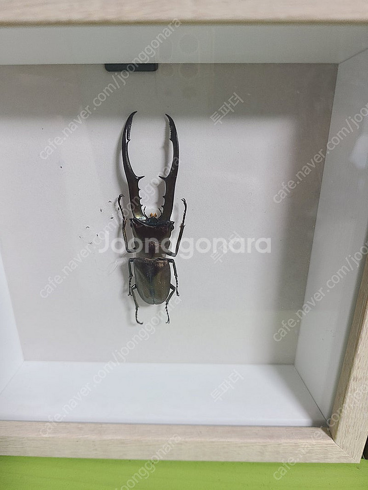 곤충표본8개/정브르 곤충 책일괄판매합니다.--8