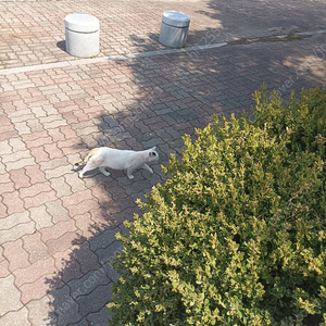 불가리 바이퍼 제작팔찌삽니다