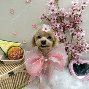 숲아프리카 퀵뷰1년치삽니다