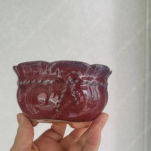 분재.다육.야생화분.천광분