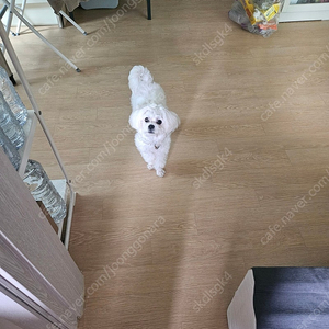 말티푸 나이8개월 무분합니다.