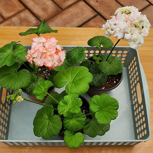 제라늄3종(봄바람/블루폼폰/줄리아이스캐롯)택포
