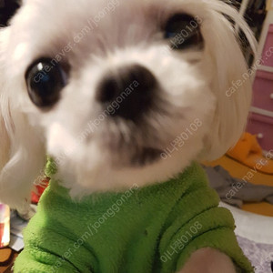 라인 아이디 일회용 삽니다