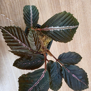 리아 아마빌리스 Leea amabilis (안스리움×)