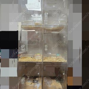 피그미다람쥐, 용품 일괄 분양합니다