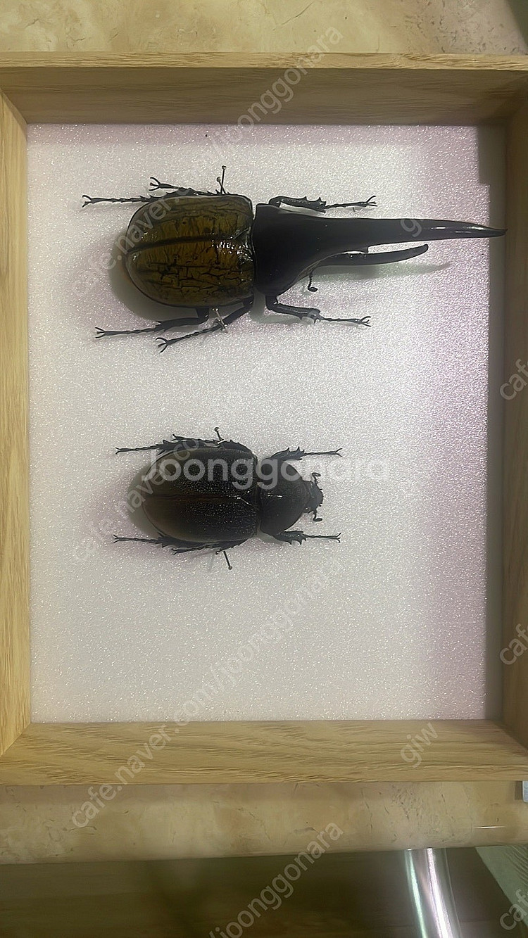헤라클레스 곤충 표본 판매--0