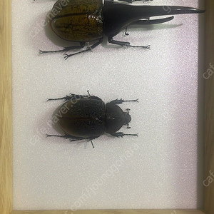 헤라클레스 곤충 표본 판매