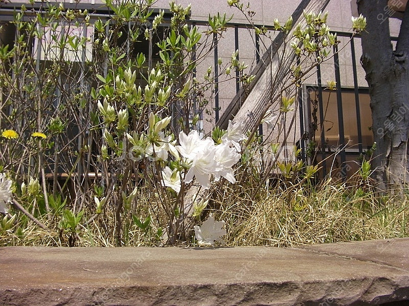 (네고 가능) 산요 작티 CA100--7