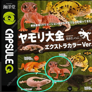 카이요도 도마뱀 대전 가챠 네발톱도마뱀붙이 파충류 피규어 일본