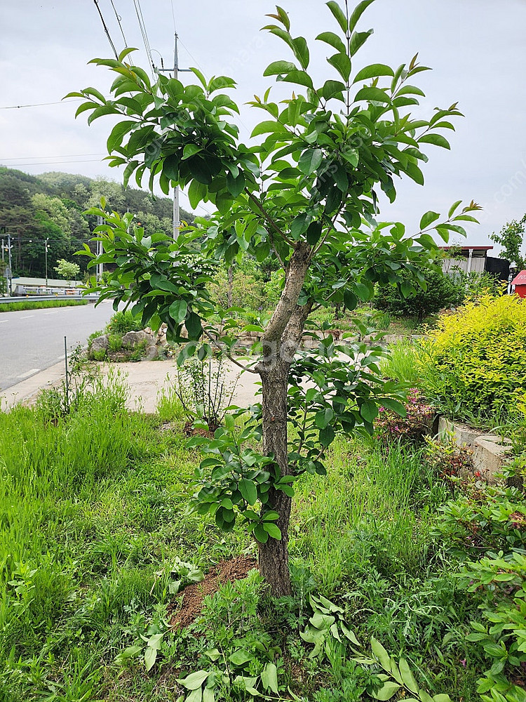 몇 그루 정원수 판매합니다.--1