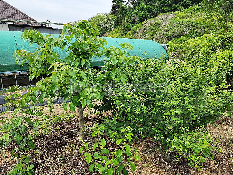 몇 그루 정원수 판매합니다.--3