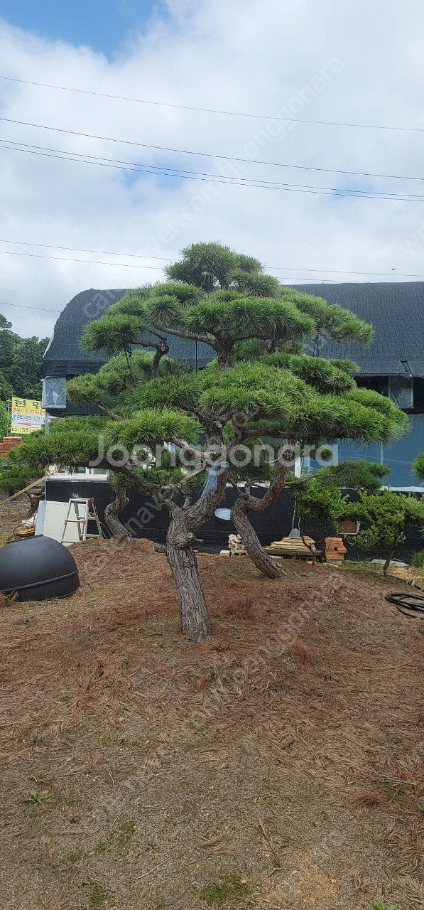 ​#엠알란드그린판매중 #소나무판매​#조경수 #나무판매 #나무매매 #측백나무 #향나무 전화번호 01058634005--0