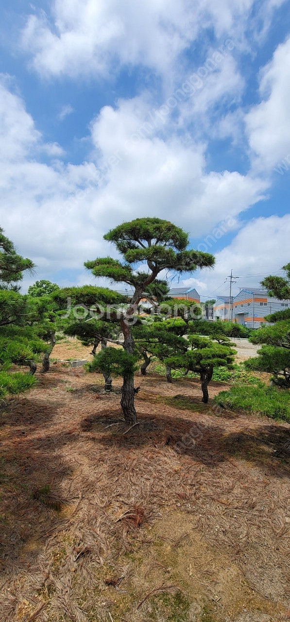 ​#엠알란드그린판매중 #소나무판매​#조경수 #나무판매 #나무매매 #측백나무 #향나무 전화번호 01058634005--1