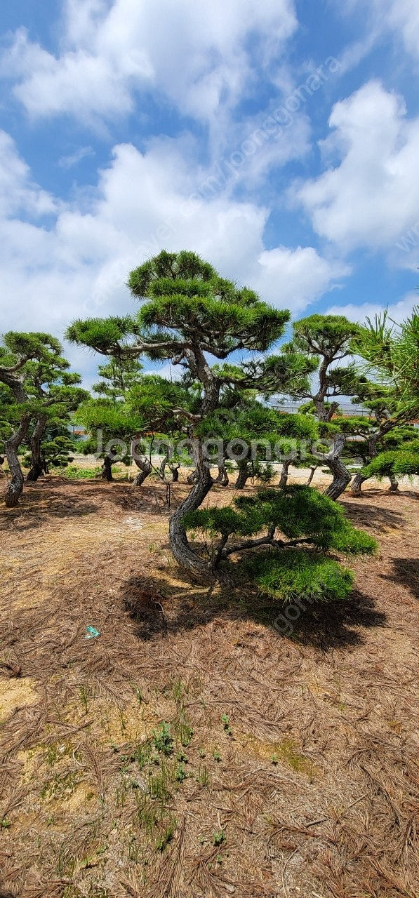 ​#엠알란드그린판매중 #소나무판매​#조경수 #나무판매 #나무매매 #측백나무 #향나무 전화번호 01058634005--2