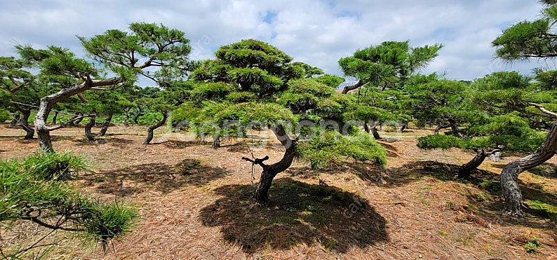 ​#엠알란드그린판매중 #소나무판매​#조경수 #나무판매 #나무매매 #측백나무 #향나무 전화번호 01058634005--4