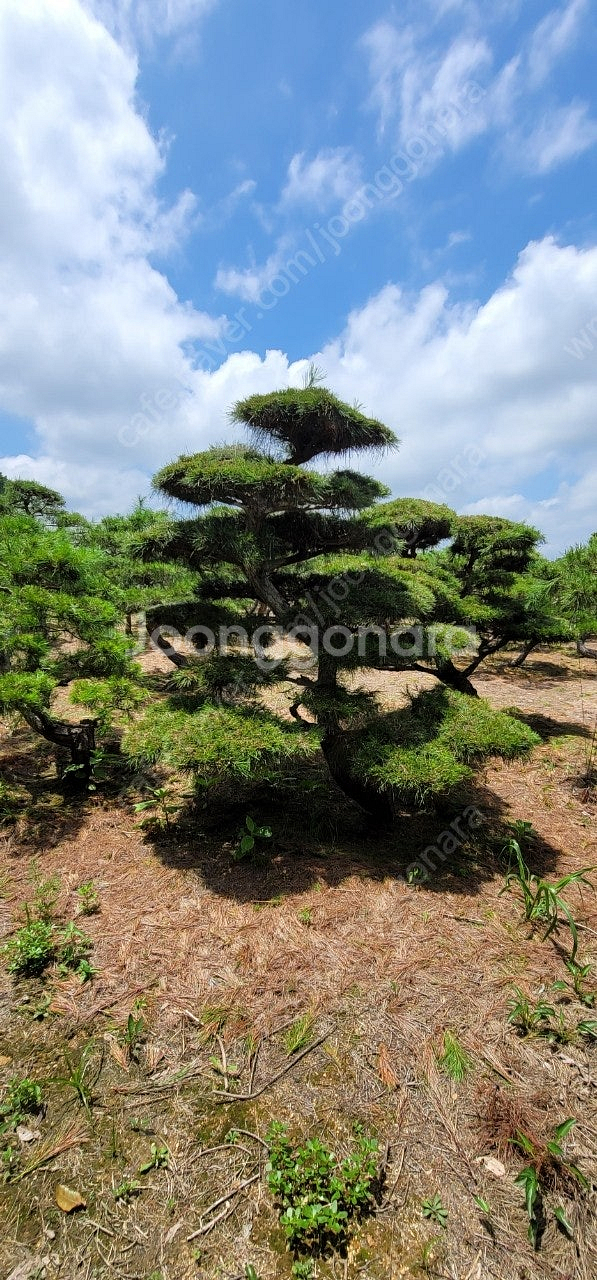 ​#엠알란드그린판매중 #소나무판매​#조경수 #나무판매 #나무매매 #측백나무 #향나무 전화번호 01058634005--5