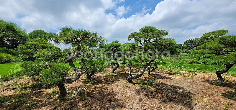 ​#엠알란드그린판매중 #소나무판매​#조경수 #나무판매 #나무매매 #측백나무 #향나무 전화번호 01058634005--7