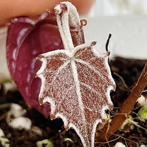 주말특가 파이퍼 배트맨 베트맨 호야 × 알로카시아 ×