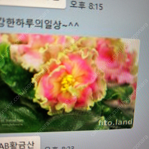 러시아 미니바이올렛분양