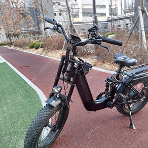 랑케레이시 판다
