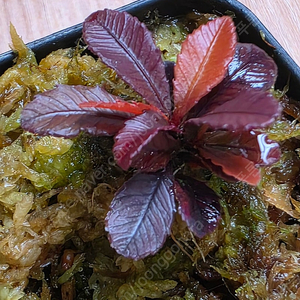 블랙세라타 Sauvagesia serrata black (안스리움X)