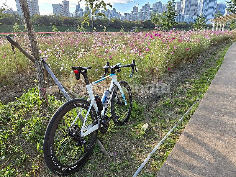 메리다 리엑토 6000 팀컬러 24년식팝니다--1