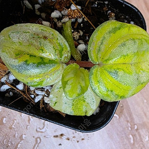 페페로미아 스타푸르트 아우레아 바리 Peperomia starfruit aurea variegata