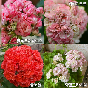 제라늄 4종(봄노을, 블루프리덤로즈, 비비또르르, 지엘그라시아)
