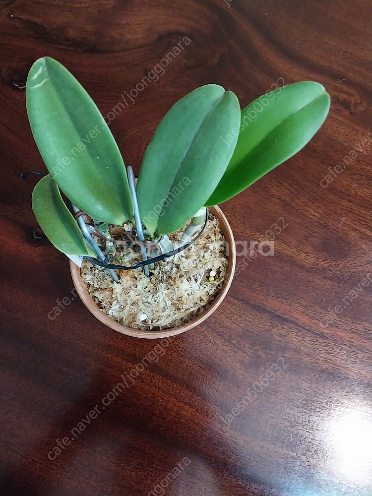 카틀레야 워크리아나 알바 펜덴티브--0