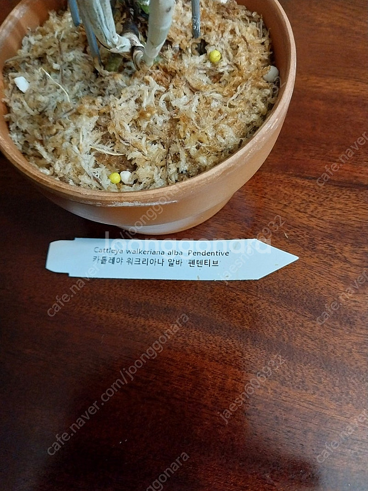 카틀레야 워크리아나 알바 펜덴티브--4