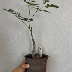 아프리카식물 델로닉스 푸밀라 + 카네즈센팟