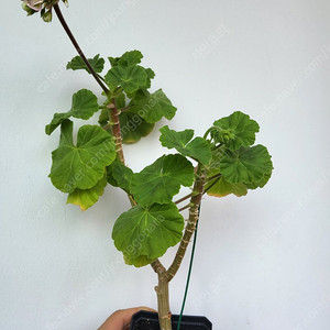 제라늄 애플블라섬 대품