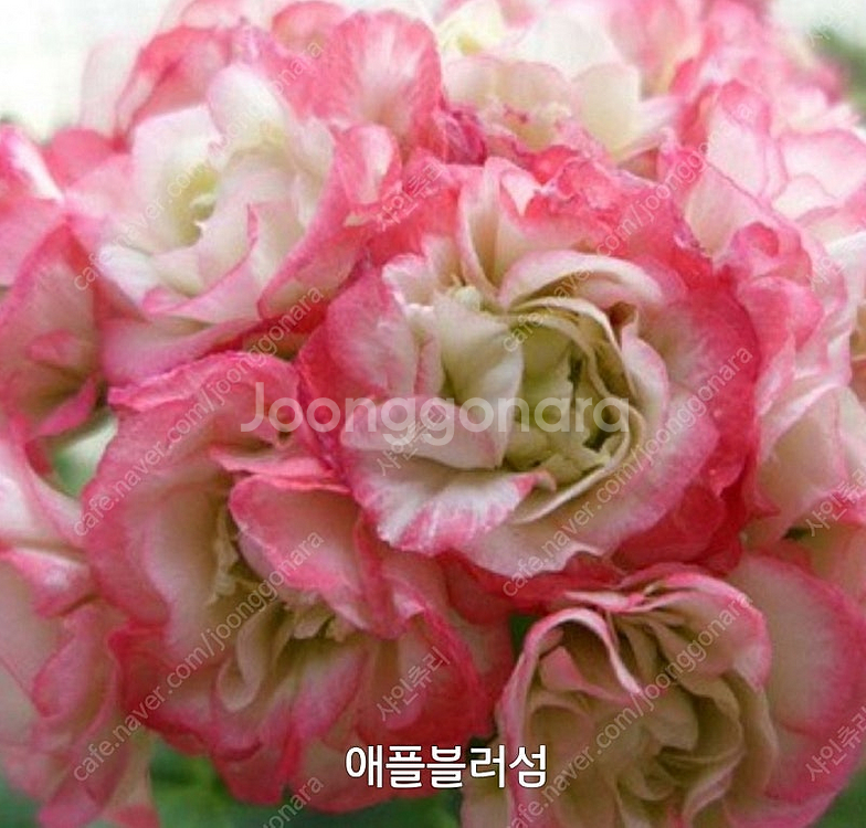 제라늄 애플블라섬 대품--2