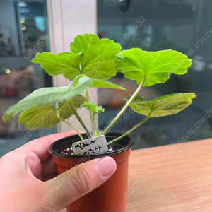 러시아제라늄4종_셀레나에르사 쿠피돈 메를레종1 여름에숨결_택포