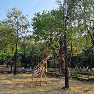 구해요(에버랜드 법인티켓 4장 구해요)