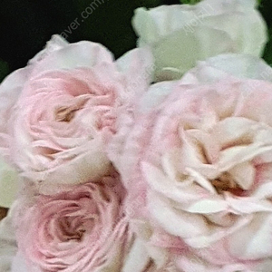 여름의숨결 ㅡ 러시아제라늄