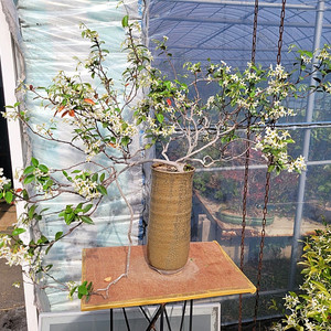 생강나무 화분 인테리어식물 분재