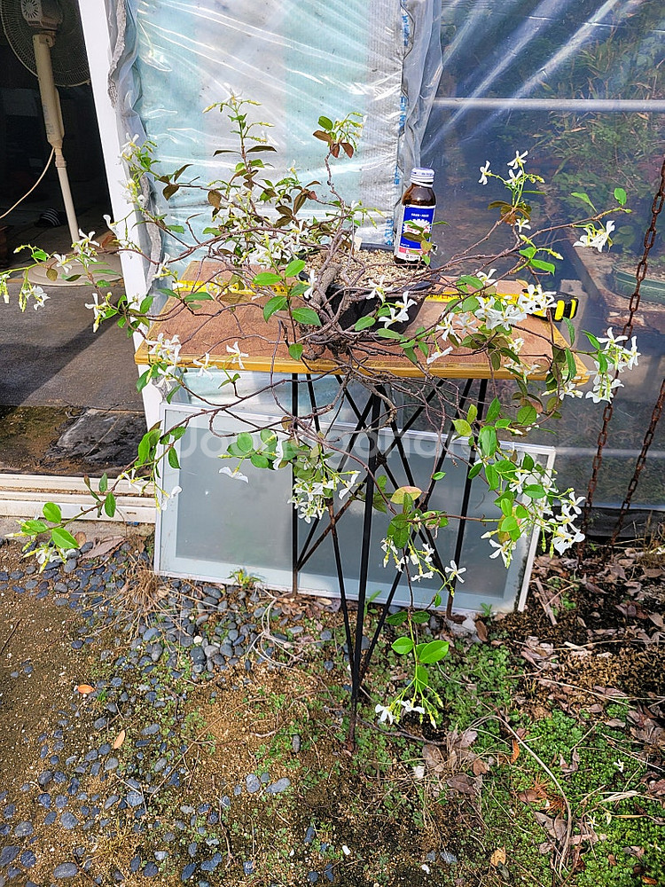 생강나무 화분 인테리어식물 분재--9