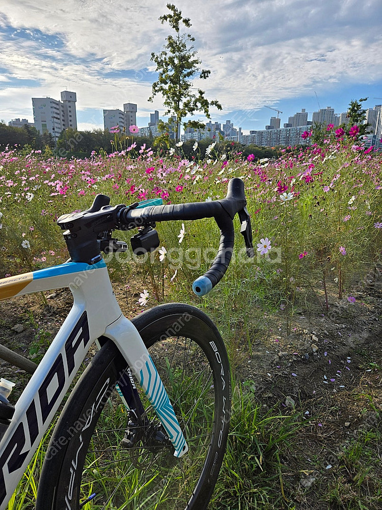 메리다 리엑토 6000 팀컬러 24년식팝니다--2