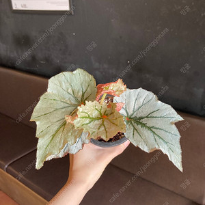 베고니아 베이비그란트 루킹글래스