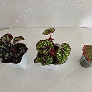 베고니아 3종