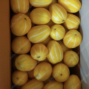 참외 10kg 만6천원 무료배송