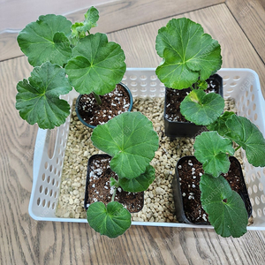 제라늄(4종)